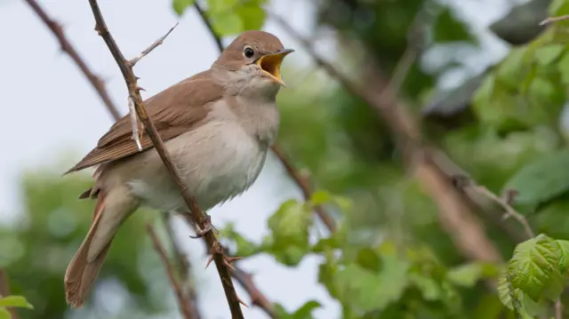 Nightingale singing at RSPB reserve