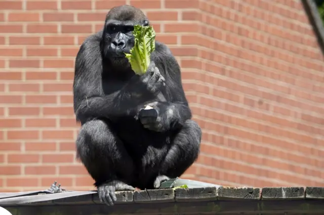 Gorilla at Twycross