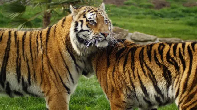 Two tigers