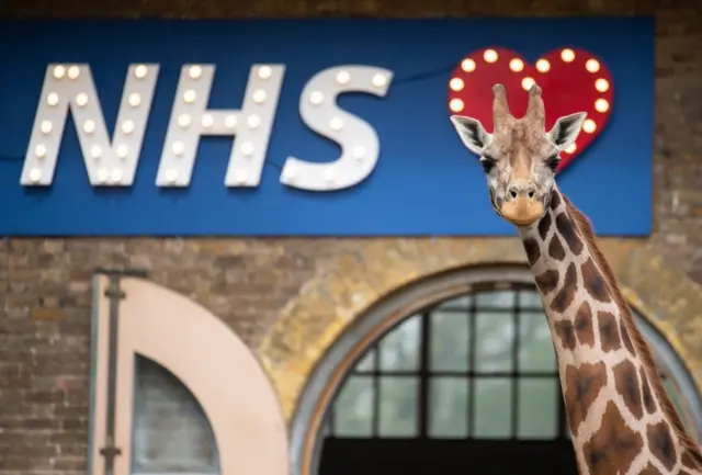 Giraffe at London Zoo