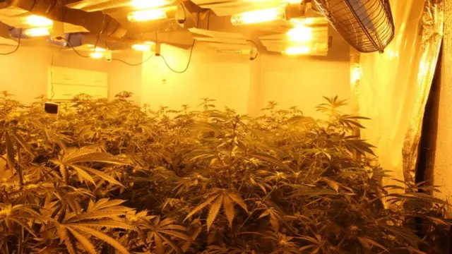 Cannabis factory