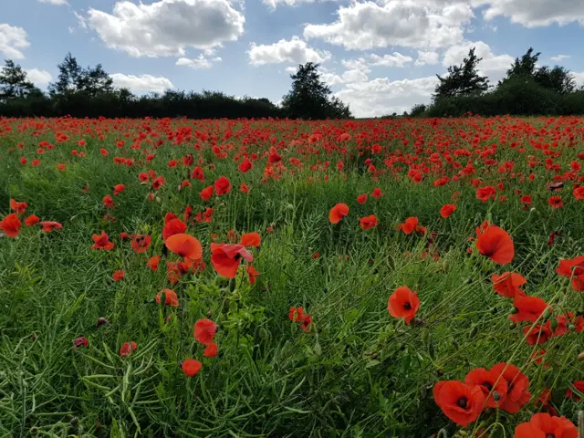 Poppies