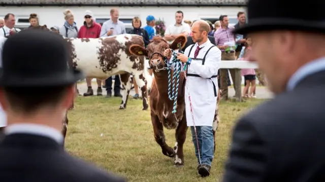 A cow being judged