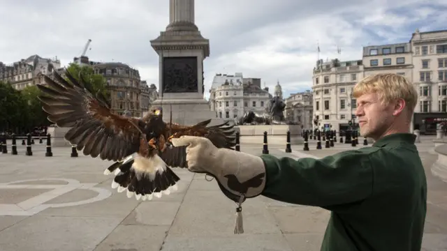 Matt Forward with his hawk in Trafalgar Square