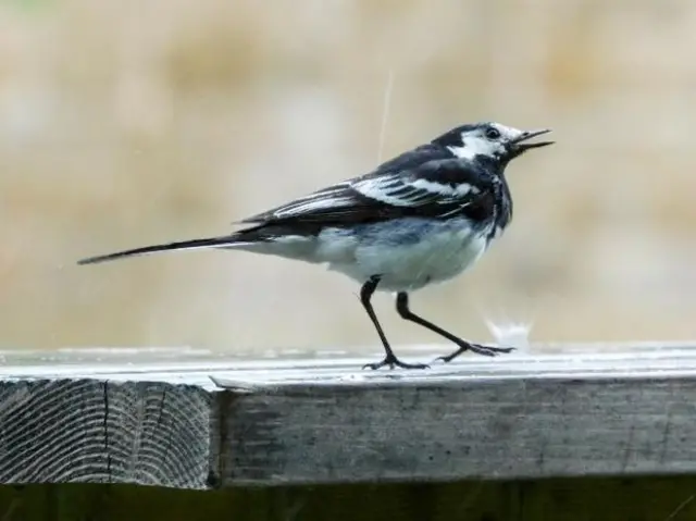 Bird in the rain