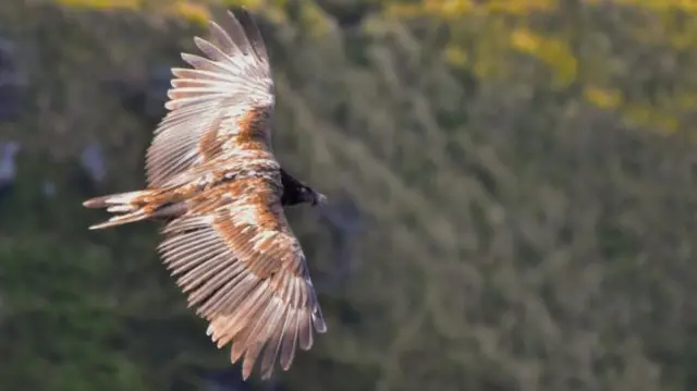 Bearded vulture