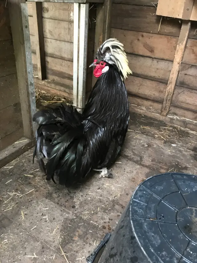 Cockerel