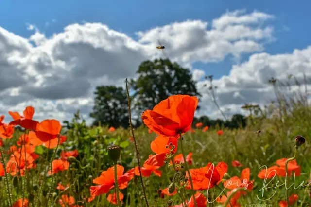 Poppies