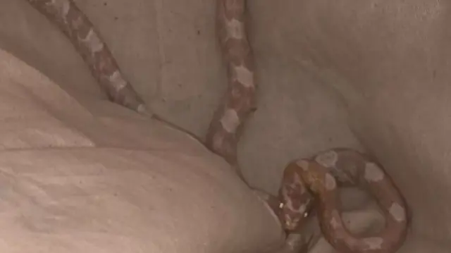 Corn snake in bag