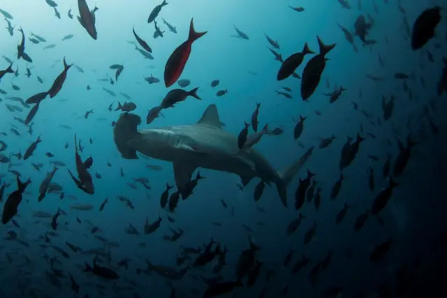 A hammerhead shark swims close to Wolf Island at Galapagos Marine Reserve August 19, 2013. Picture taken August 19, 2013.