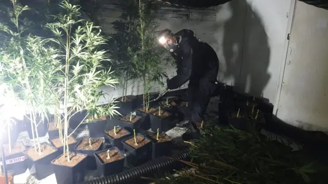 An officer destroying the plants