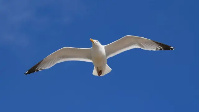 Seagull