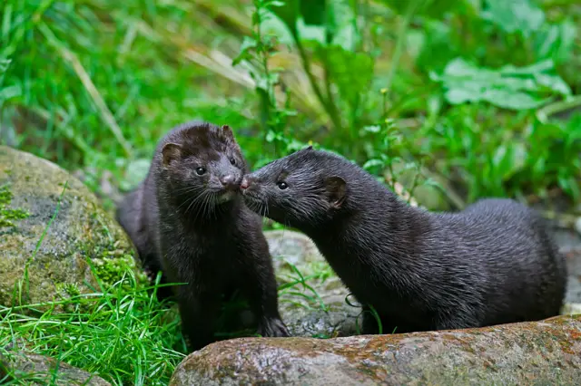 Two American minks