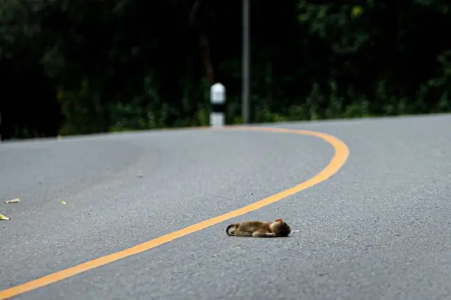 The body of a dead baby macaque lies in the middle of a road