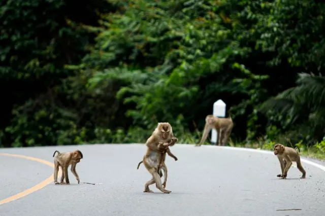 A macaque carries the body of a dead baby macaque across the road