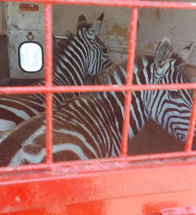 Zebras in trailer