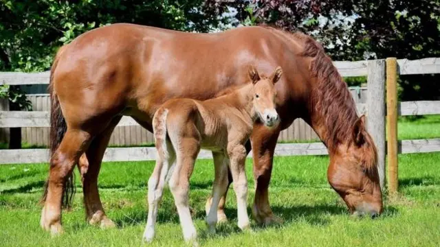 Foal