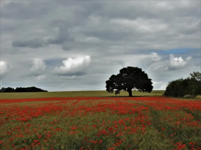 Clifton fields