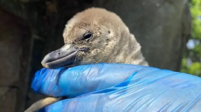 Penguin chick