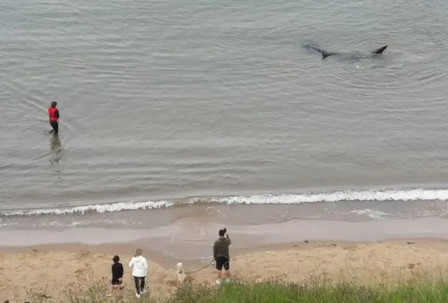 Basking shark