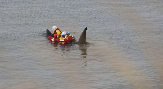 Shark with rescuers