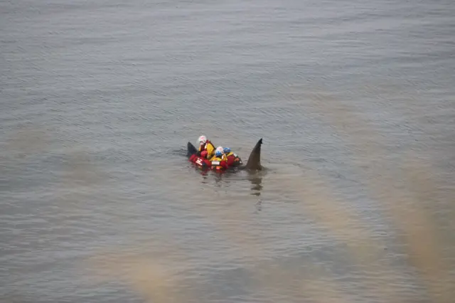 Basking shark