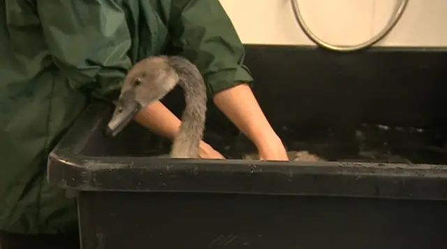 Swan being cleaned