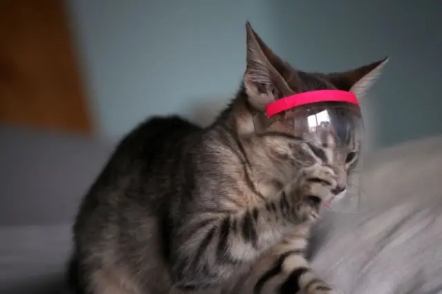 A cat wearing a visor