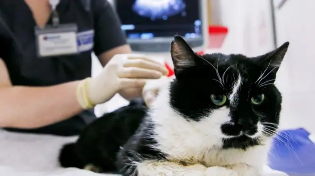 A cat being checked over by a vet