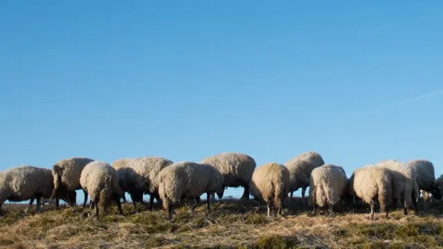 Sheep in field