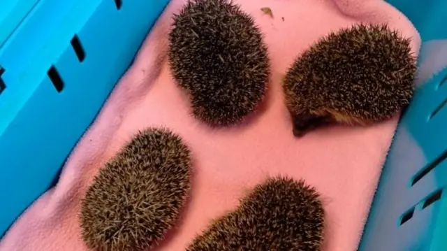 Healthy hedgehogs