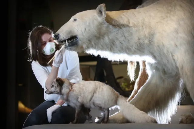 Stuffed polar bear at the National Museum of Scotland