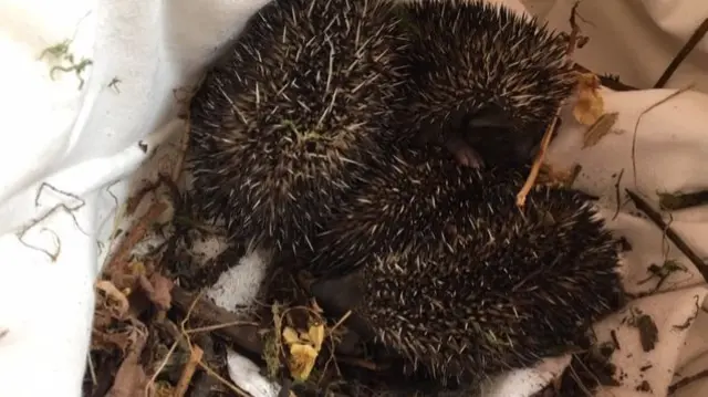 Hoglets after rescue