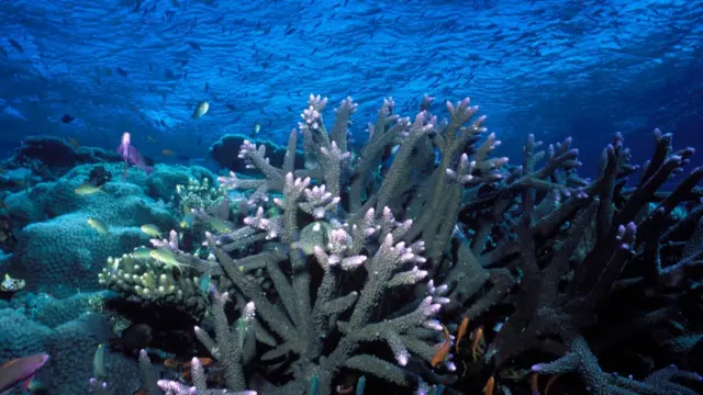 The Great Barrier Reef north-east of Port Douglas, Queensland