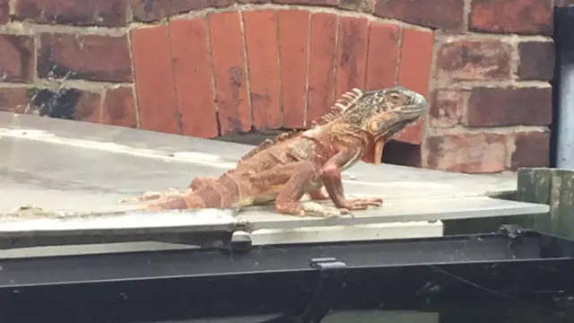 Iguana