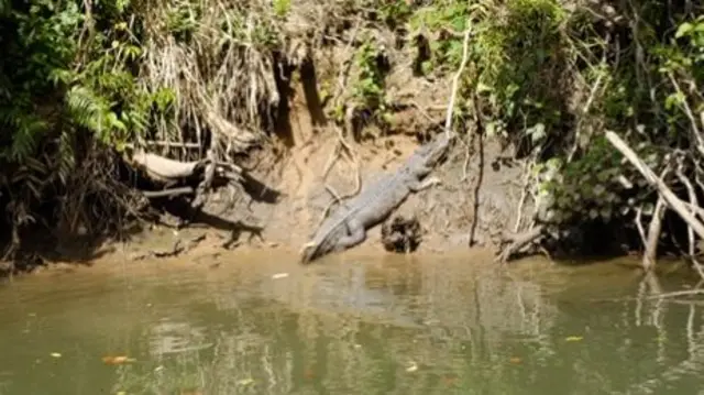 Crocodile in Queensland