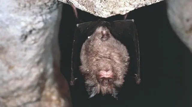 Image shows a bat