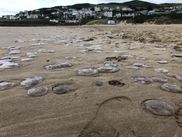 Jellyfish on Woolacombe