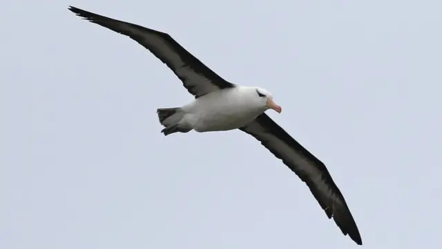 The Black-browed Albatross