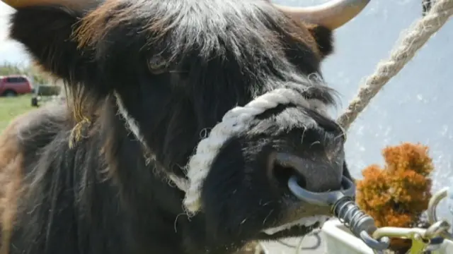 Highland cow