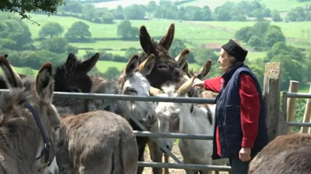 Whitby donkeys