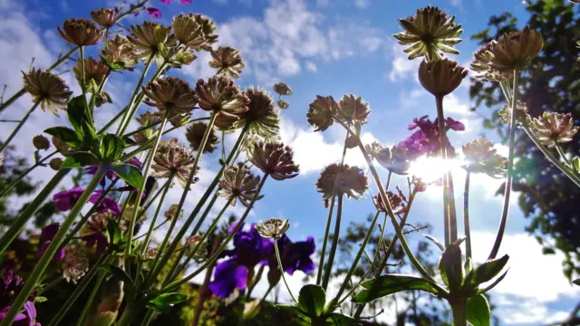 Sunshine through the flowers