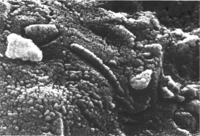 The bacteria-like structures in ALH84001