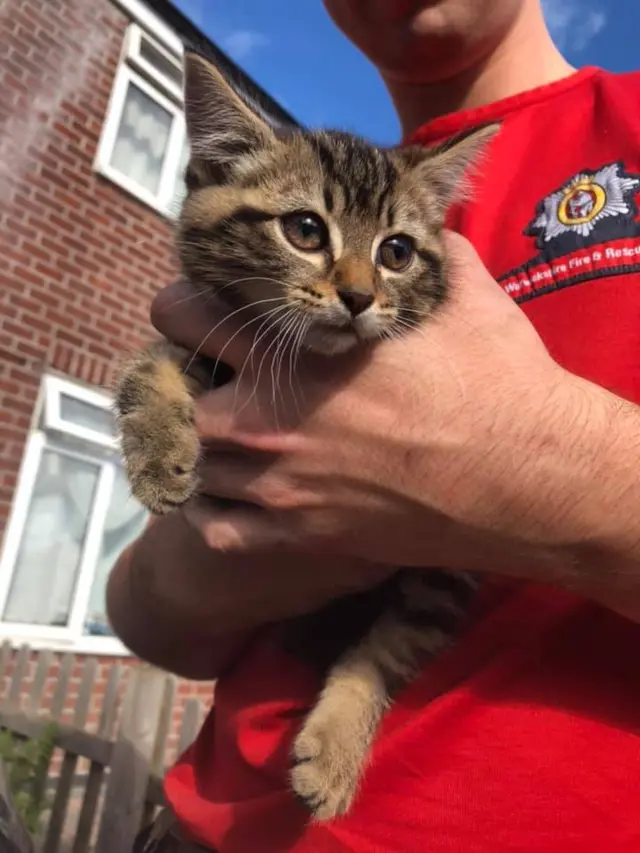 Kitten rescue