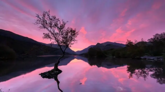 Lonely tree at Llyn Padarn, Llanberis