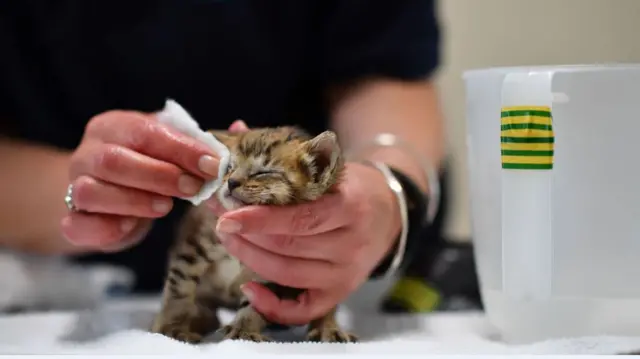 Kitten