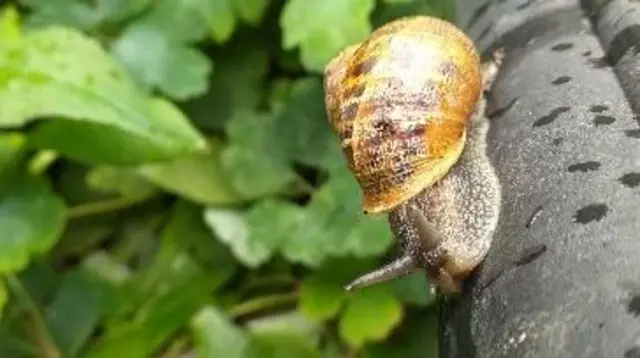 Snail in Delph