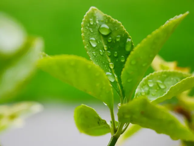 Raindrops on a plant