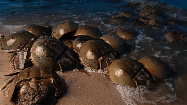 Horseshoe crabs gather along a beach at night