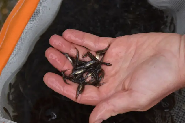 Some of the 10,000 fry being held in the palm of a hand